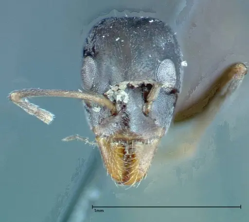 Iridomyrmex anceps specimen FOCOL0176 image focol0176_2
