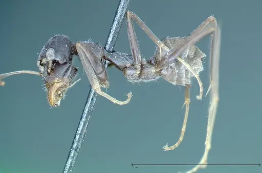 Iridomyrmex anceps specimen FOCOL0176 image focol0176_3