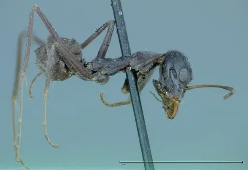 Iridomyrmex anceps specimen FOCOL0176 image focol0176_4