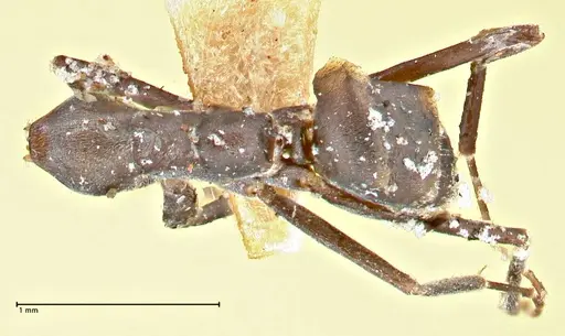 Iridomyrmex anceps specimen FOCOL2796 image focol2796_1