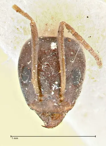 Iridomyrmex anceps specimen FOCOL2796 image focol2796_2