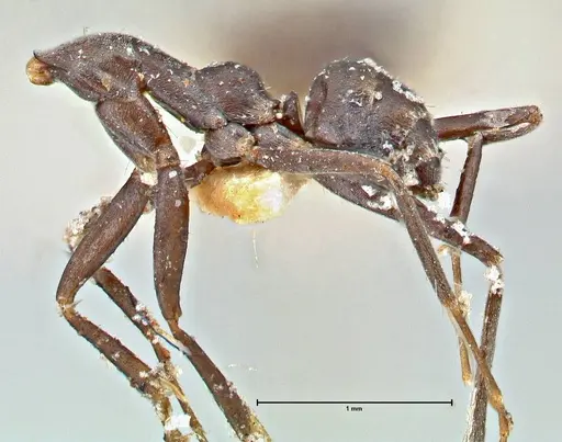Iridomyrmex anceps specimen FOCOL2796 image focol2796_3