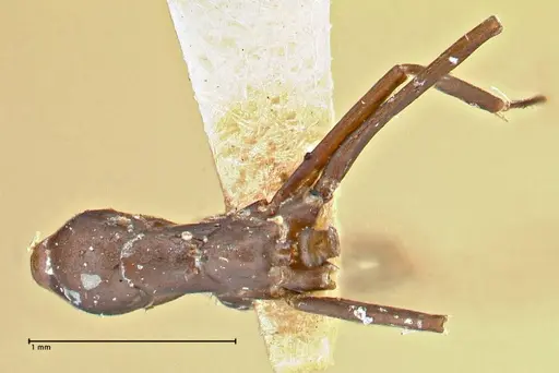 Iridomyrmex anceps specimen FOCOL2797 image focol2797_1