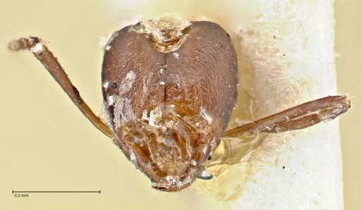 Iridomyrmex anceps specimen FOCOL2797 image focol2797_2