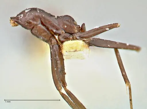 Iridomyrmex anceps specimen FOCOL2797 image focol2797_3