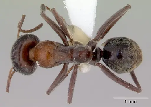 Iridomyrmex anderseni specimen CASENT0172044 image casent0172044_1
