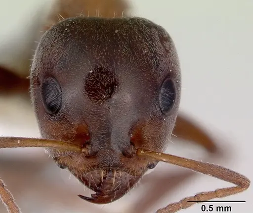 Iridomyrmex anderseni specimen CASENT0172044 image casent0172044_2