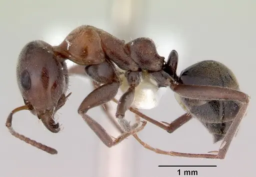Iridomyrmex anderseni specimen CASENT0172044 image casent0172044_3