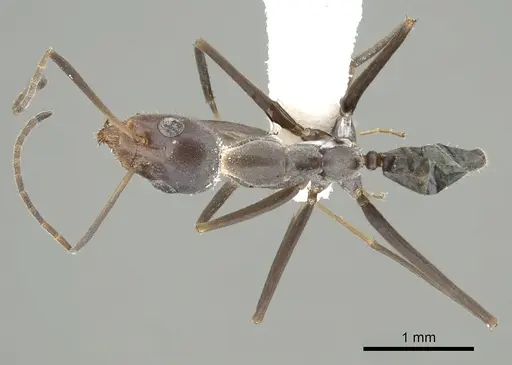 Iridomyrmex angusticeps specimen CASENT0249705 image casent0249705_1