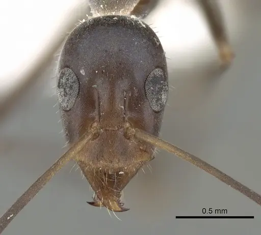 Iridomyrmex angusticeps specimen CASENT0249705 image casent0249705_2