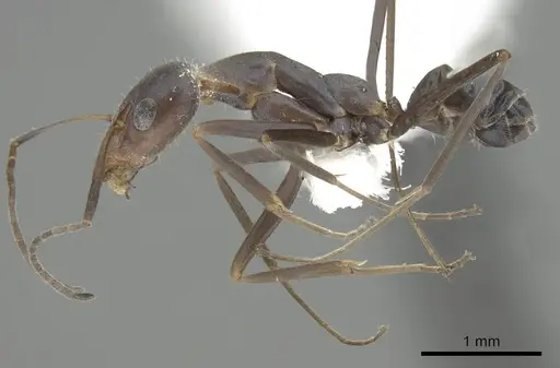 Iridomyrmex angusticeps specimen CASENT0249705 image casent0249705_3