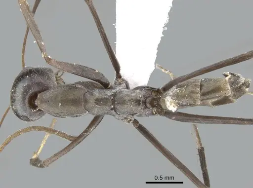 Iridomyrmex angusticeps specimen CASENT0740773 image casent0740773_1