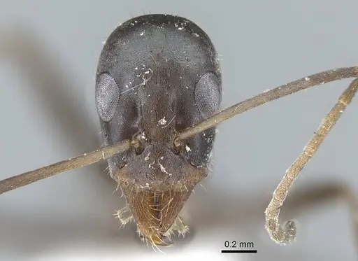 Iridomyrmex angusticeps specimen CASENT0740773 image casent0740773_2