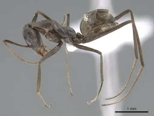 Iridomyrmex angusticeps specimen CASENT0740773 image casent0740773_3