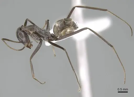 Iridomyrmex angusticeps specimen CASENT0740773 image casent0740773_4