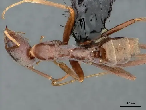 Iridomyrmex angusticeps specimen CASENT0886038 image casent0886038_1