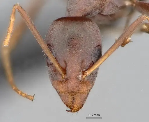 Iridomyrmex angusticeps specimen CASENT0886038 image casent0886038_2