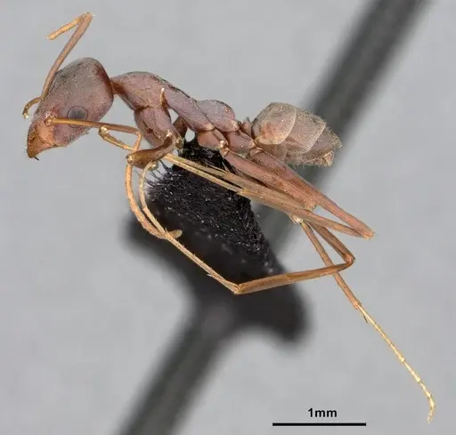 Iridomyrmex angusticeps specimen CASENT0886038 image casent0886038_3