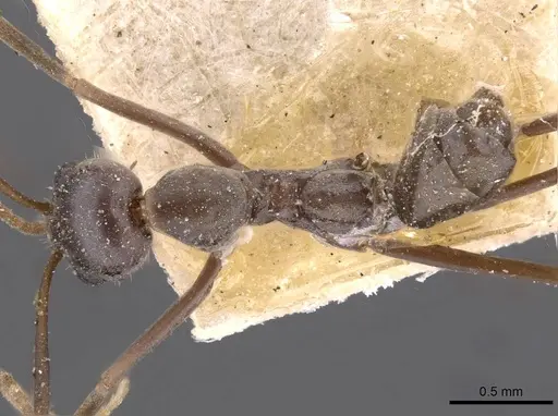 Iridomyrmex angusticeps specimen CASENT0909504 image casent0909504_1