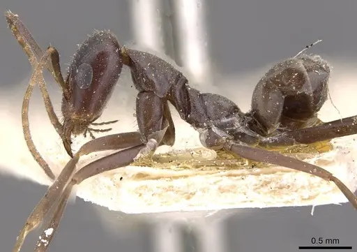 Iridomyrmex angusticeps specimen CASENT0909504 image casent0909504_3