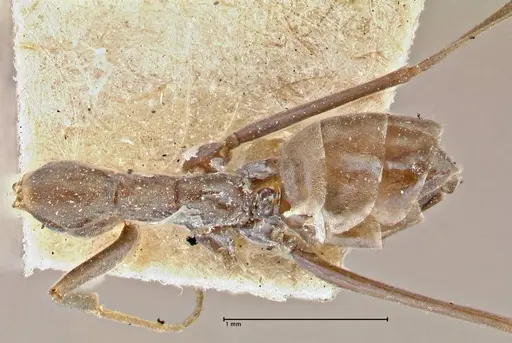 Iridomyrmex angusticeps specimen FOCOL2832 image focol2832_1