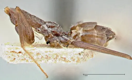 Iridomyrmex angusticeps specimen FOCOL2832 image focol2832_2