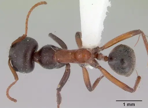Iridomyrmex anteroinclinus specimen CASENT0172045 image casent0172045_1