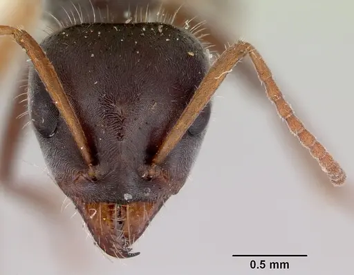 Iridomyrmex anteroinclinus specimen CASENT0172045 image casent0172045_2