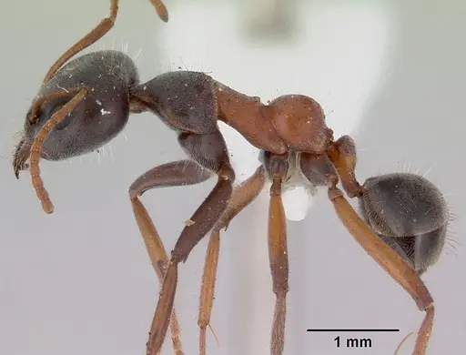 Iridomyrmex anteroinclinus specimen CASENT0172045 image casent0172045_3