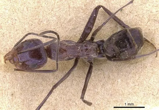 Iridomyrmex azureus specimen CASENT0905833 image casent0905833_1