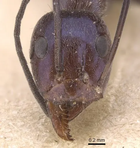Iridomyrmex azureus specimen CASENT0905833 image casent0905833_2