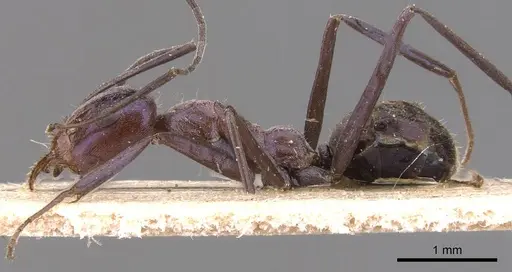 Iridomyrmex azureus specimen CASENT0905833 image casent0905833_3