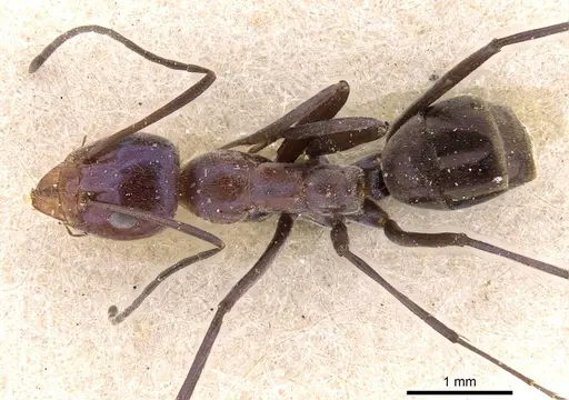 Iridomyrmex azureus specimen CASENT0909506 image casent0909506_1