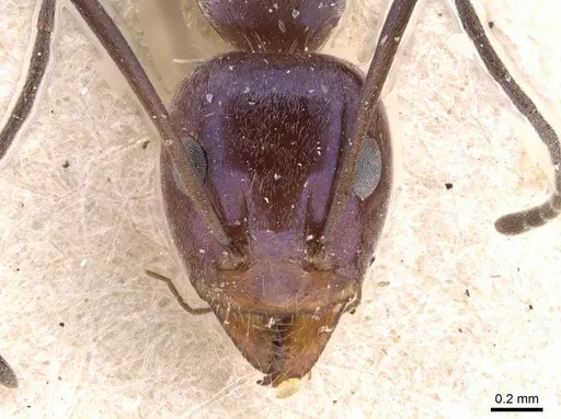 Iridomyrmex azureus specimen CASENT0909506 image casent0909506_2