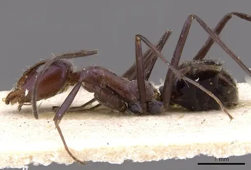 Iridomyrmex azureus specimen CASENT0909506 image casent0909506_3