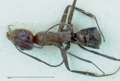 Iridomyrmex azureus specimen FOCOL0167 image focol0167_1