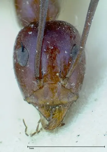 Iridomyrmex azureus specimen FOCOL0167 image focol0167_2