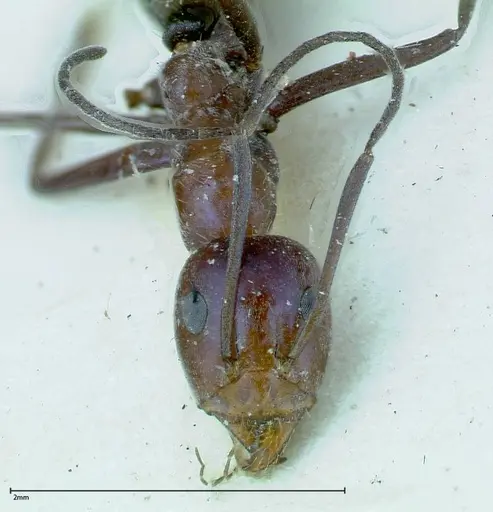 Iridomyrmex azureus specimen FOCOL0167 image focol0167_3