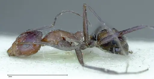 Iridomyrmex azureus specimen FOCOL0167 image focol0167_4