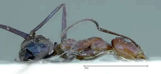 Iridomyrmex azureus specimen FOCOL0167 image focol0167_5