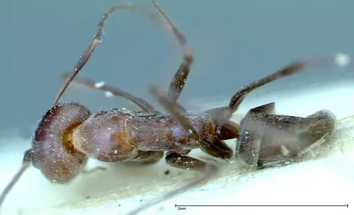 Iridomyrmex azureus specimen FOCOL0168 image focol0168_1