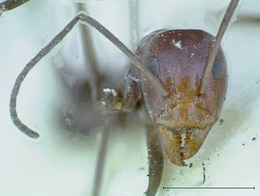 Iridomyrmex azureus specimen FOCOL0168 image focol0168_2