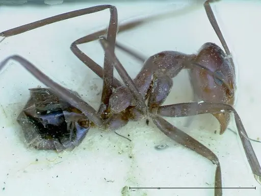 Iridomyrmex azureus specimen FOCOL0168 image focol0168_3