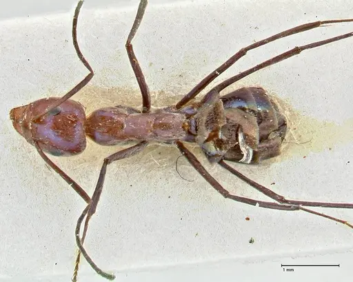 Iridomyrmex azureus specimen FOCOL2835 image focol2835_1