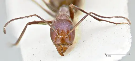 Iridomyrmex azureus specimen FOCOL2835 image focol2835_2