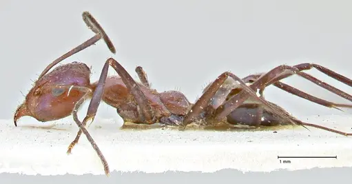 Iridomyrmex azureus specimen FOCOL2835 image focol2835_3