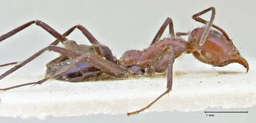 Iridomyrmex azureus specimen FOCOL2835 image focol2835_4