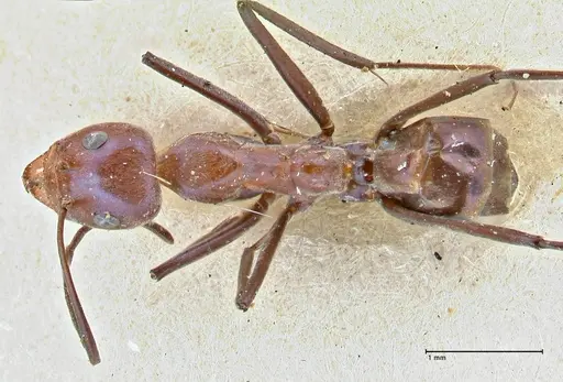 Iridomyrmex azureus specimen FOCOL2836 image focol2836_1
