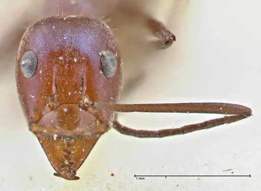 Iridomyrmex azureus specimen FOCOL2836 image focol2836_2