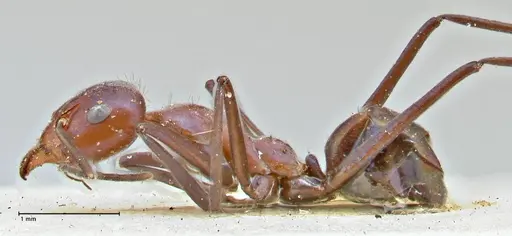 Iridomyrmex azureus specimen FOCOL2836 image focol2836_3